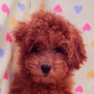 トイ・プードル