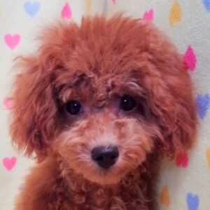 トイ・プードル