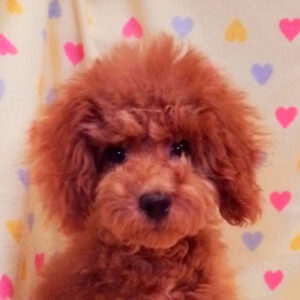 トイ・プードル