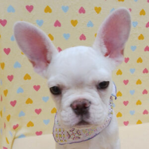 フレンチ・ブルドッグ