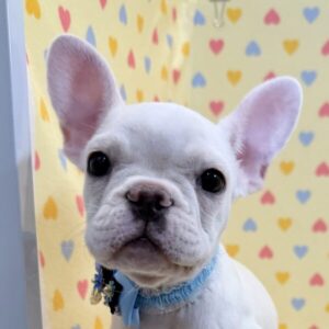 フレンチ・ブルドッグ