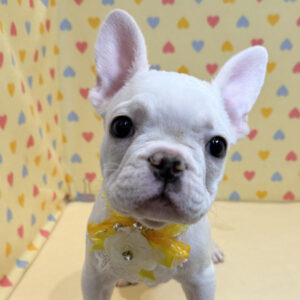 フレンチ・ブルドッグ