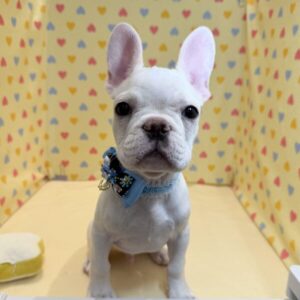 Alternative view of フレンチ・ブルドッグ