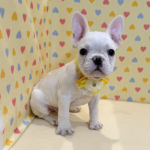 Alternative view of フレンチ・ブルドッグ