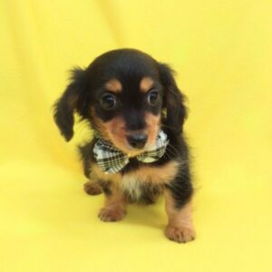 Alternative view of ミックス犬