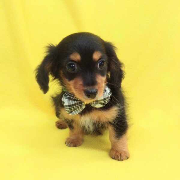 ミックス犬 - 画像 (2)