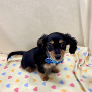 Alternative view of ミックス犬