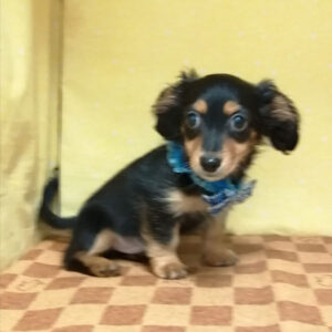 Alternative view of ミックス犬