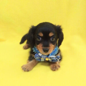 Alternative view of ミックス犬