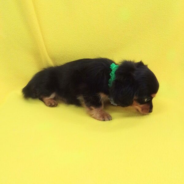 ミックス犬 - 画像 (3)