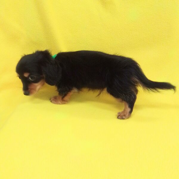 ミックス犬 - 画像 (5)