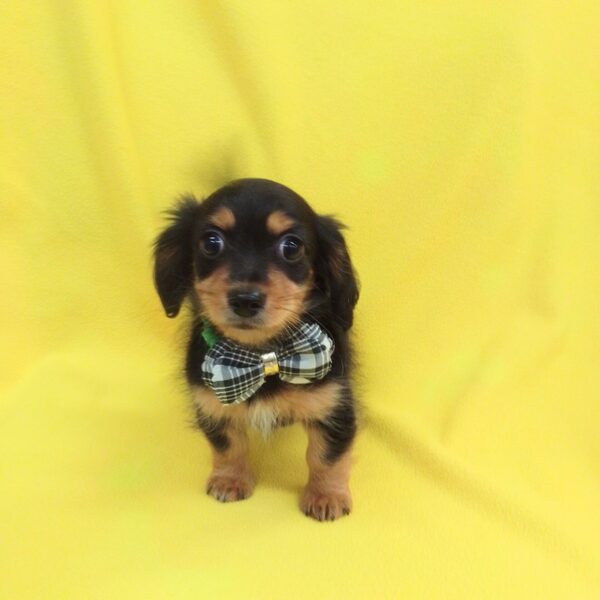 ミックス犬 - 画像 (4)