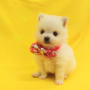 Alternative view of ポメラニアン