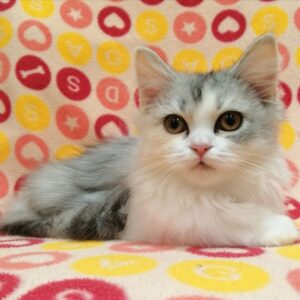 Alternative view of スコティッシュ・フォールド