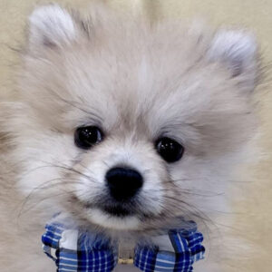 ポメラニアン