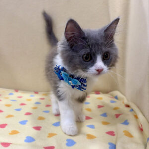 Alternative view of スコティッシュ・フォールド