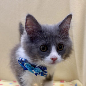 スコティッシュ・フォールド