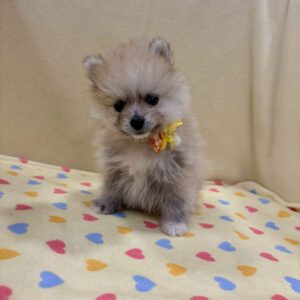 Alternative view of ポメラニアン