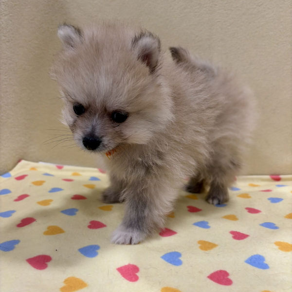 ポメラニアン - 画像 (3)