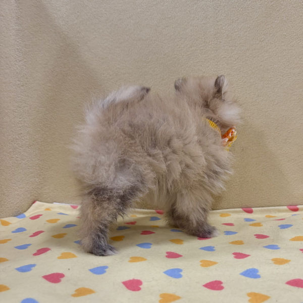 ポメラニアン - 画像 (4)