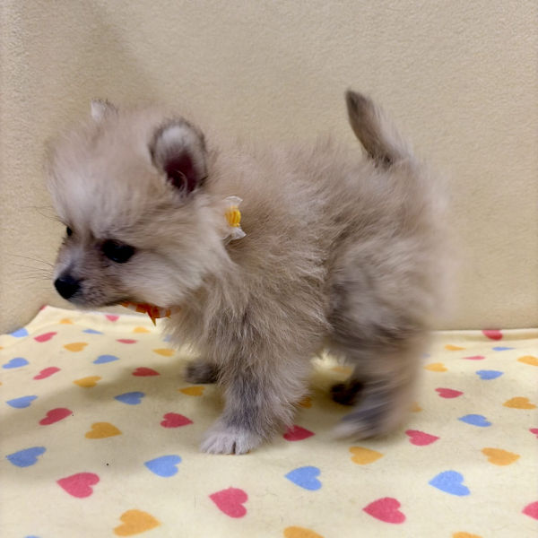 ポメラニアン - 画像 (5)