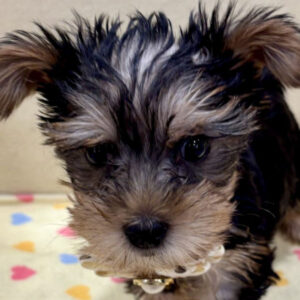 ヨークシャー・テリア