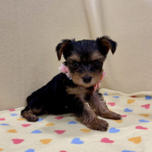 Alternative view of ヨークシャー・テリア