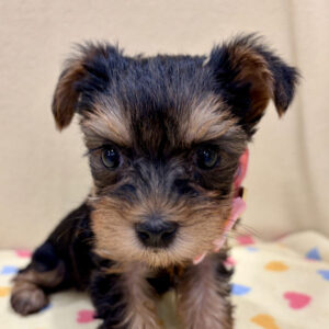 ヨークシャー・テリア