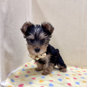 Alternative view of ヨークシャー・テリア