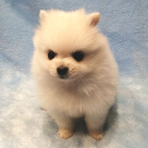 Alternative view of ポメラニアン