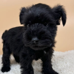 Alternative view of ミニチュア・シュナウザー