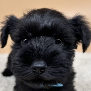 ミニチュア・シュナウザー