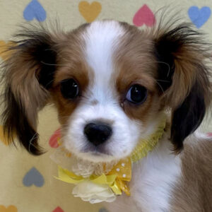 キャバリア・キング・チャールズ・スパニエル