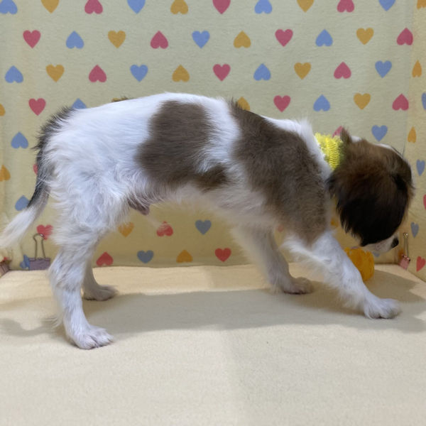 キャバリア・キング・チャールズ・スパニエル - 画像 (4)