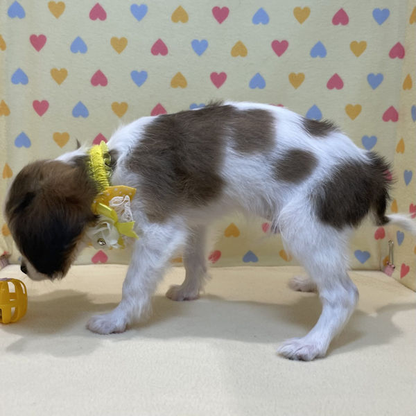 キャバリア・キング・チャールズ・スパニエル - 画像 (5)