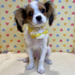 Alternative view of キャバリア・キング・チャールズ・スパニエル