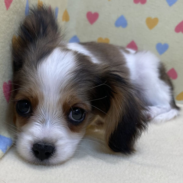 キャバリア・キング・チャールズ・スパニエル - 画像 (3)