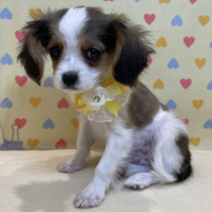 Alternative view of キャバリア・キング・チャールズ・スパニエル