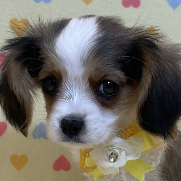 キャバリア・キング・チャールズ・スパニエル