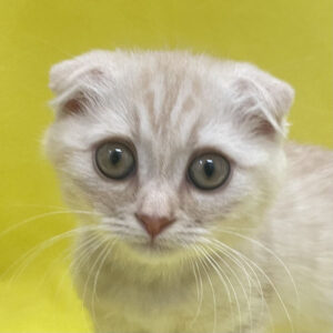 スコティッシュ・フォールド