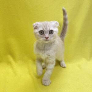 Alternative view of スコティッシュ・フォールド