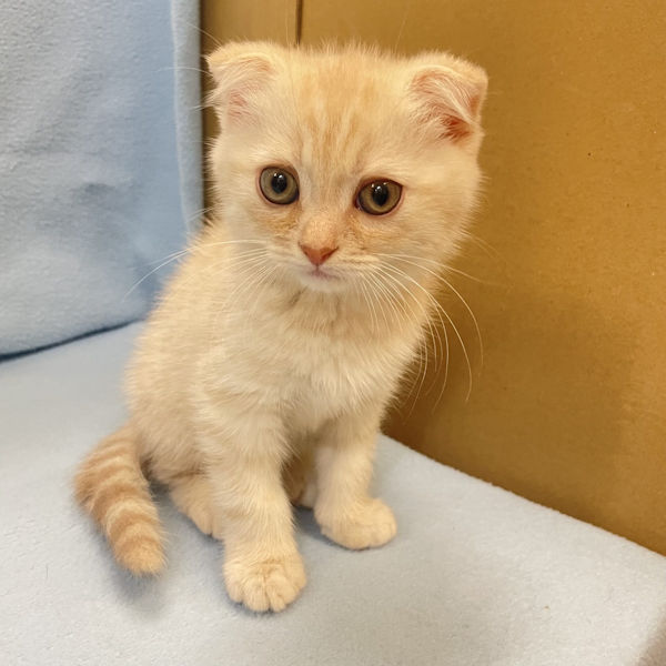 スコティッシュ・フォールド - 画像 (2)