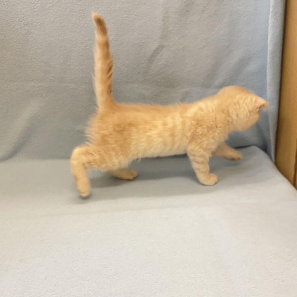 スコティッシュ・フォールド - 画像 (3)