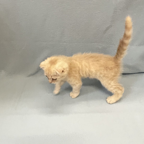 スコティッシュ・フォールド - 画像 (4)