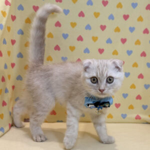 Alternative view of スコティッシュ・フォールド