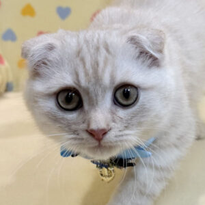 スコティッシュ・フォールド