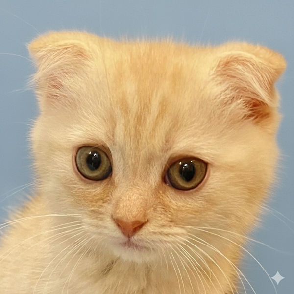 スコティッシュ・フォールド