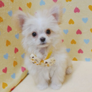 Alternative view of ミックス犬