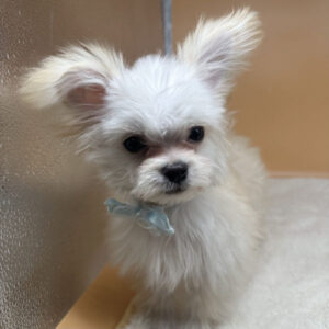 Alternative view of ミックス犬