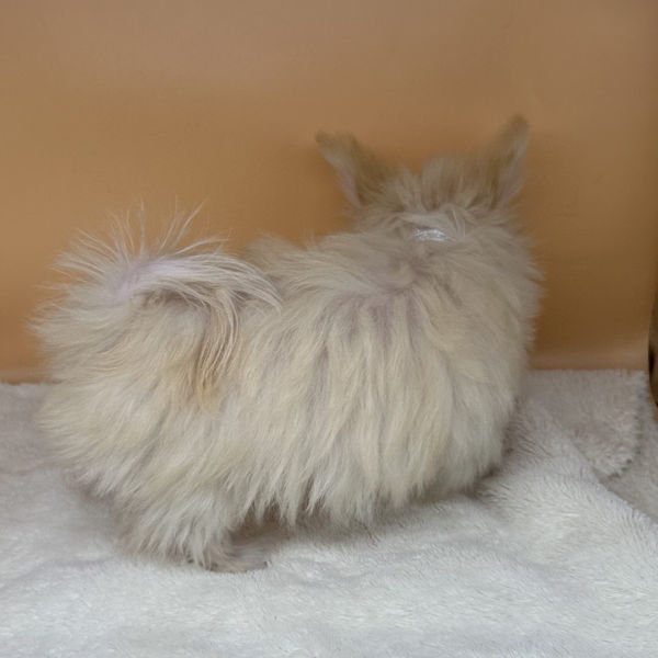 ミックス犬 - 画像 (3)